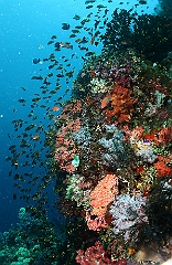 Raja Ampat 2016 - Corail - Divers - IMG_5216_rc